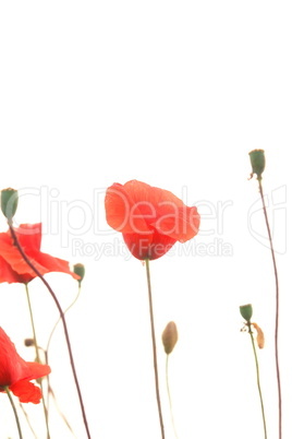 Klatschmohn