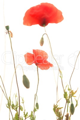 Klatschmohn