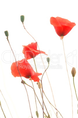 Klatschmohn