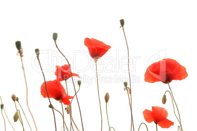 Klatschmohn