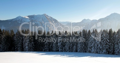 Winterliche Alpenlandschaft mit schneebedeckten Tannen