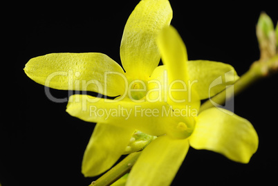 forsythien 17