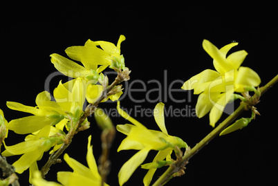 forsythien 11