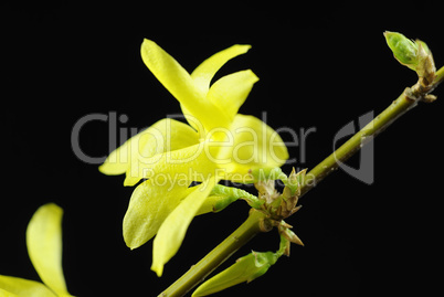 forsythien 6