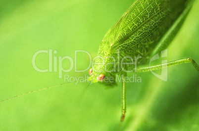 Grasshopper on a Leaf