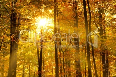 Goldener Wald