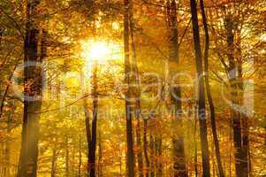 Goldener Wald