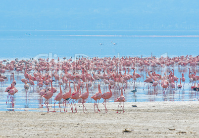 flocks of flamingo