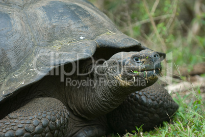 giant turtle, galapagos islands, ecuador