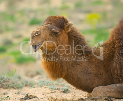 Camel's head