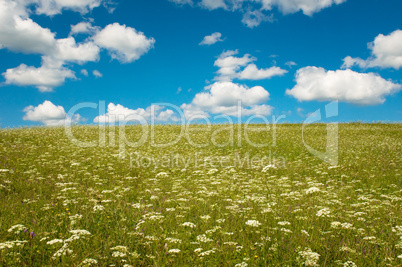 green field with blooming flowers and blue sky