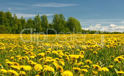 dandelion field and blue sky