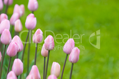 pink tulips, very shallow focus