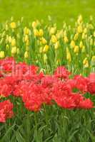 red tulips, very shallow focus