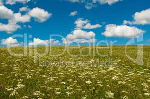 green field with blooming flowers and blue sky