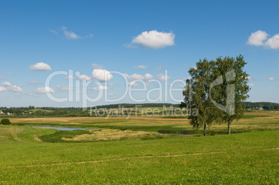 rural landscape with two trees