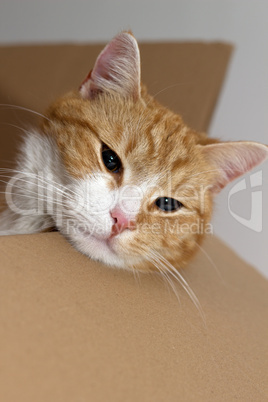 Katze schläft im Pappkarton