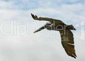 flying pelican, galapagos islands, ecuador