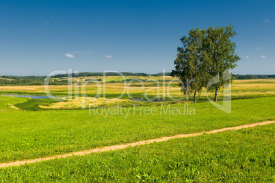 rural landscape with two trees