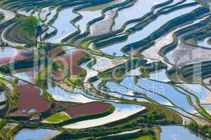 rice terraces of yuanyang,  yunnan, china