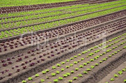 Junge Salatpflanzen auf einem Salatacker