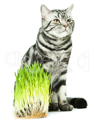A vegeterian cat