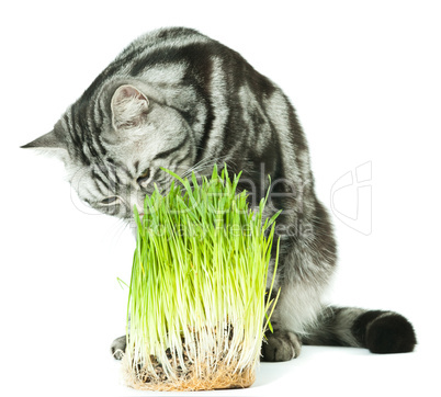 Cat analyzing green grass
