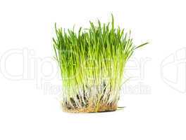 Green spring grass