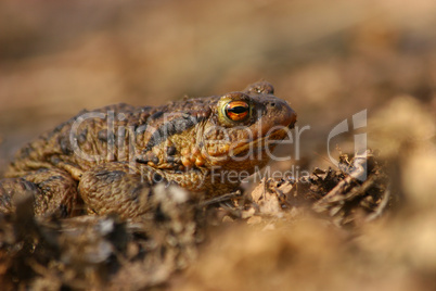 Erdkroete (Bufo bufo) / Common toad (Bufo bufo)