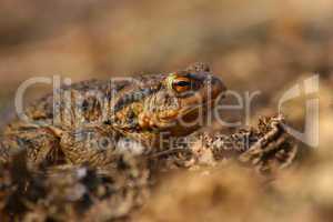 Erdkroete (Bufo bufo) / Common toad (Bufo bufo)