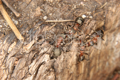 Rote Waldameise (Formica rufa) / Southern wood ant (Formica rufa