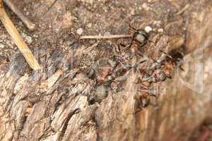 Rote Waldameise (Formica rufa) / Southern wood ant (Formica rufa