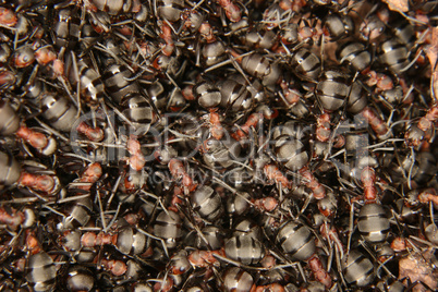 Rote Waldameise (Formica rufa) / Southern wood ant (Formica rufa