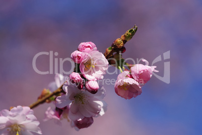 japanische kirschblüte 71