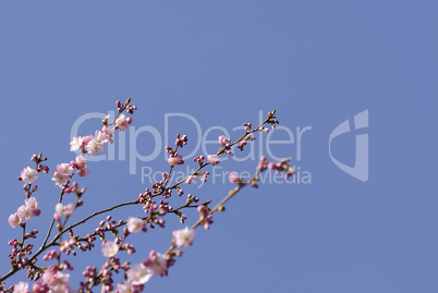 japanische kirschblüte 80