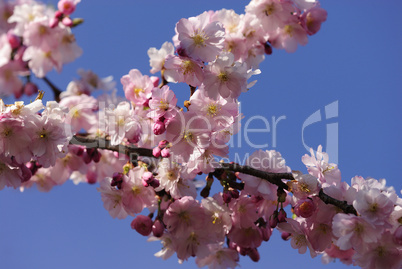 japanische kirschblüte 82