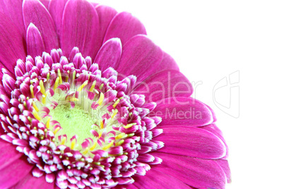 Gerbera