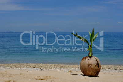 Kokosnusspalme am Strand