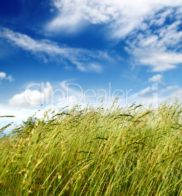 grass and wind blowing