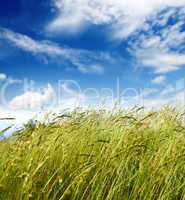 grass and wind blowing