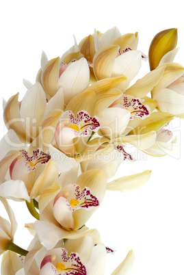 Orchid flower