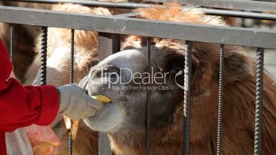 two camels eating
