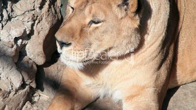 lioness resting