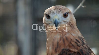 buzzard hawk