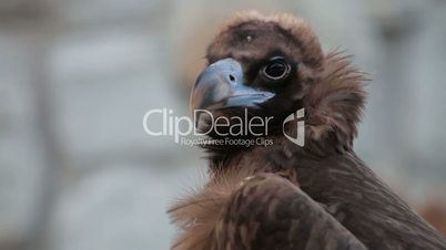 Black Vulture