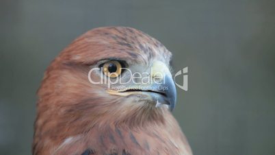 buzzard hawk