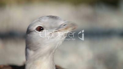 Great Bustard