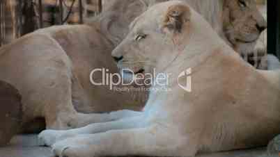 White Lions