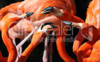 Flamingostreit