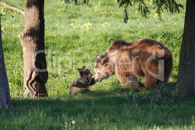 Braunbär mit Bärenjunge